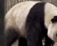 熊猫的智商相当人几岁？