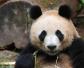 大熊猫能听懂人话吗？