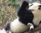 大熊猫前掌有几根手指？