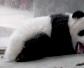 大熊猫为什么是国宝？