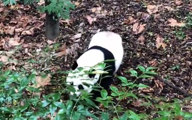 野生大熊猫