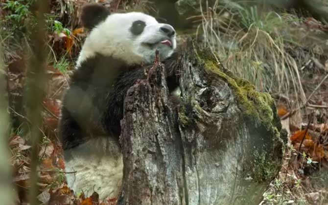 一只大熊猫值多少亿元？