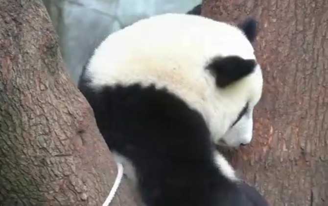 世界上唯一不属于中国的大熊猫