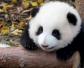 大熊猫为什么喜欢爬树？
