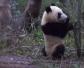 野生大熊猫有多少只？