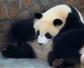 中国大熊猫有多少只？