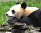 外国会偷偷繁育熊猫吗？