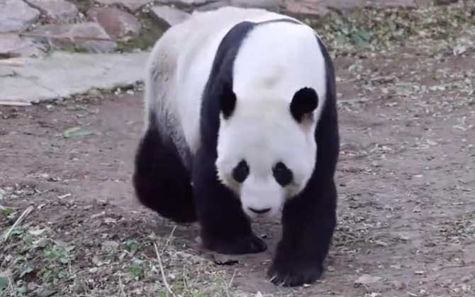 大熊猫