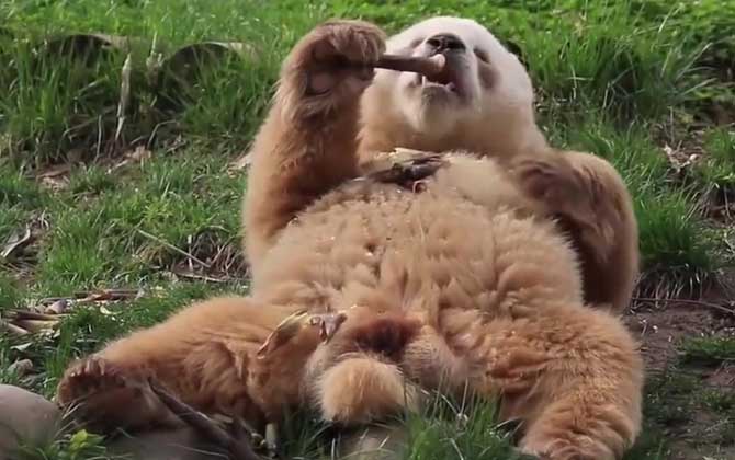 棕色大熊猫