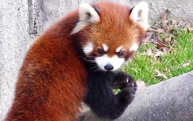 小熊猫