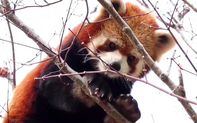 小熊猫