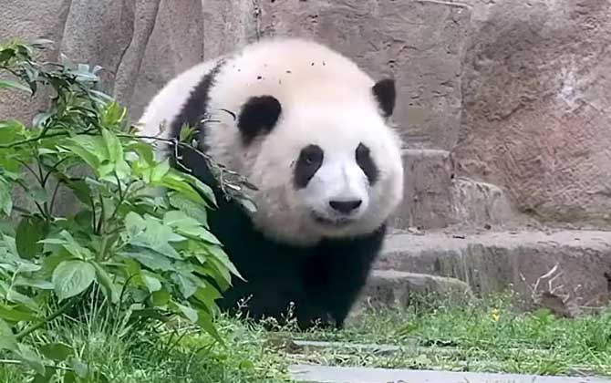 大熊猫