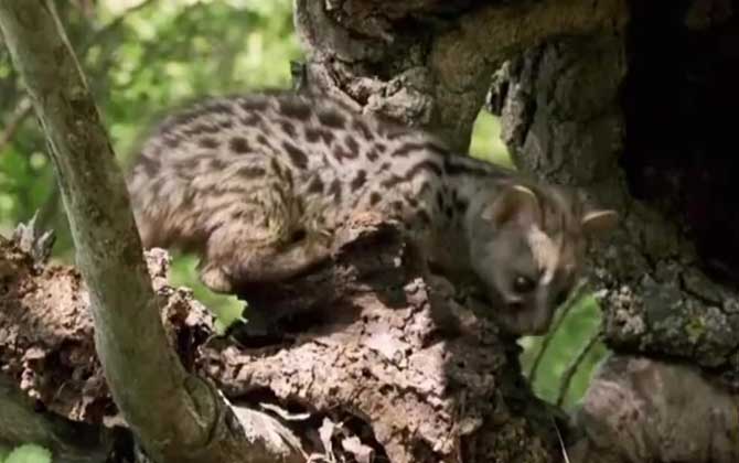 灵猫