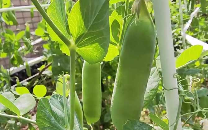 豌豆