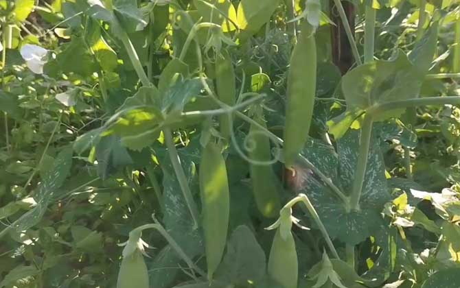 豌豆