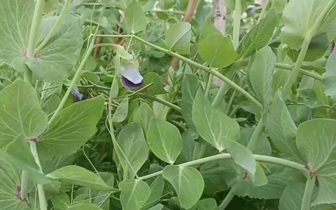 豌豆