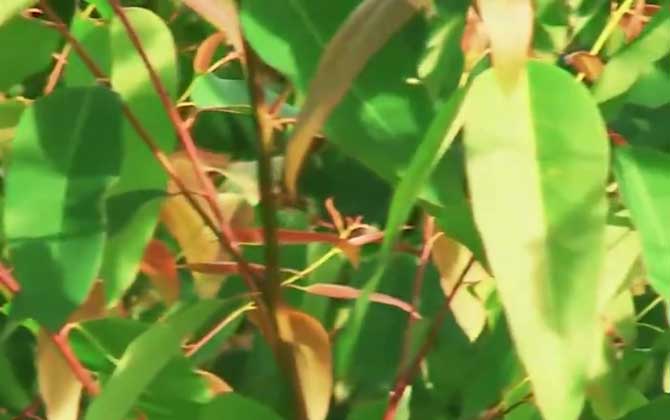 桉树