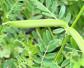山野豌豆是什么植物？