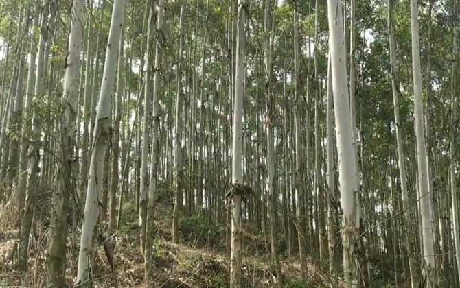 桉树的危害有多大？