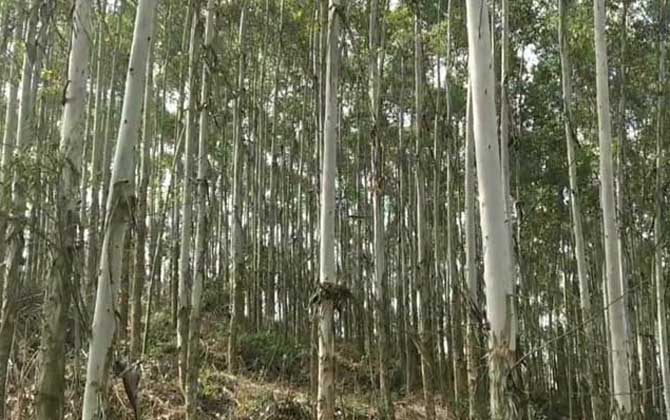 杏仁桉