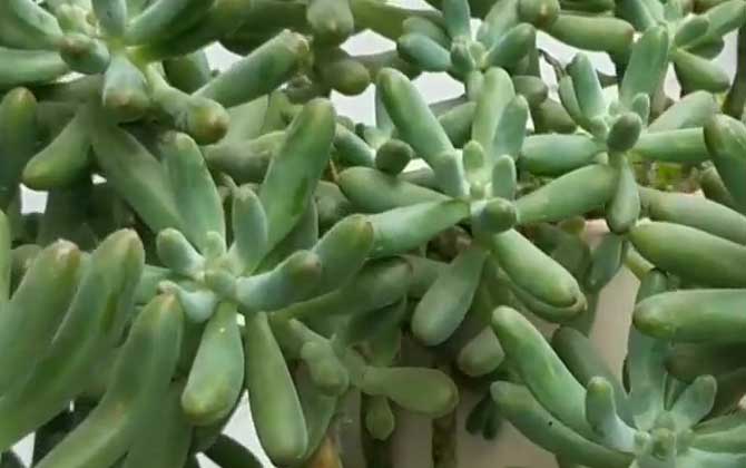 八千代