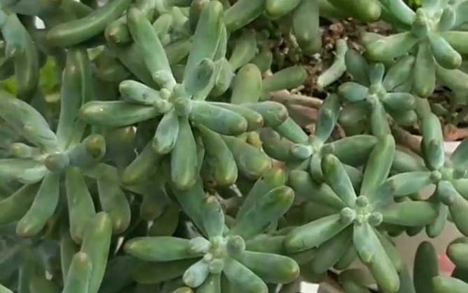 八千代
