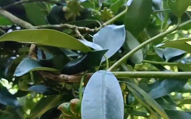八角