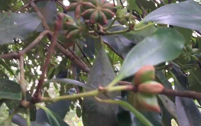 八角树