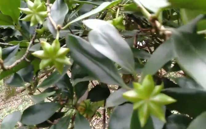 大料