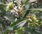 八角树种植技术