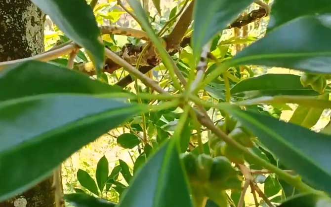 假八角是什么植物？