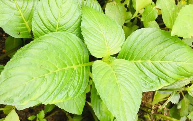 水八角是什么植物？