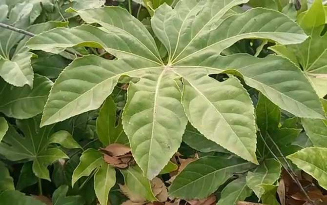 八角金盘(八角盘、八爪金盘)