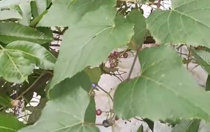 白蔹