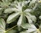 八角金盘是什么植物？