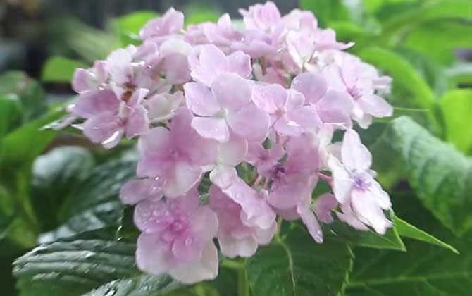 绣球花