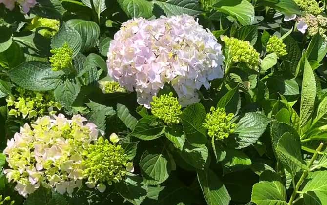 绣球花