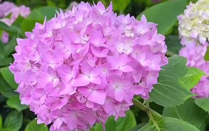 绣球花