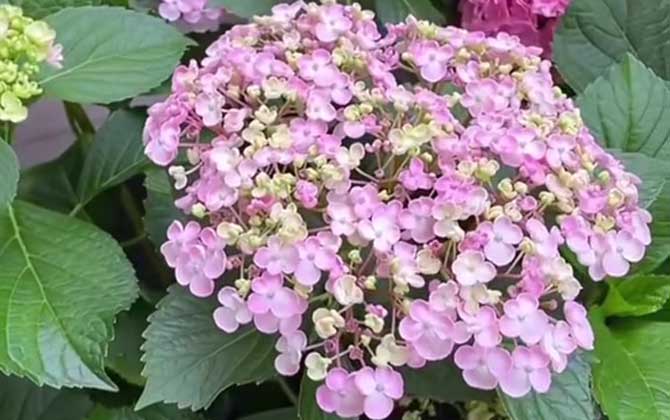 绣球花