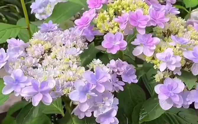 绣球花