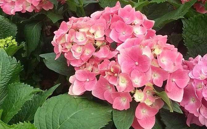 八仙花