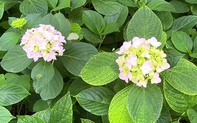 八仙花