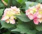 绣球花(八仙花、紫阳花)