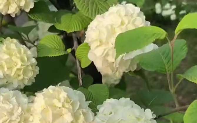 麻叶绣球