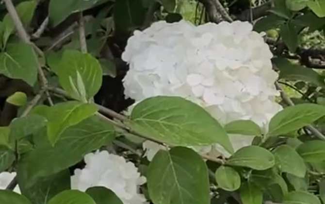 麻叶绣球