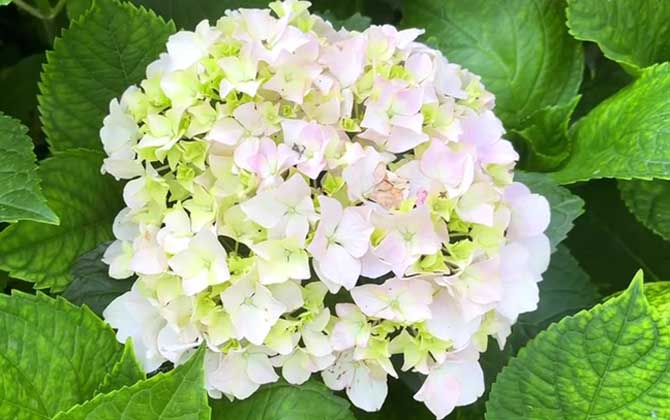 绣球花
