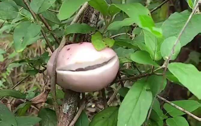八月瓜
