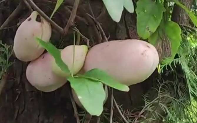 木通
