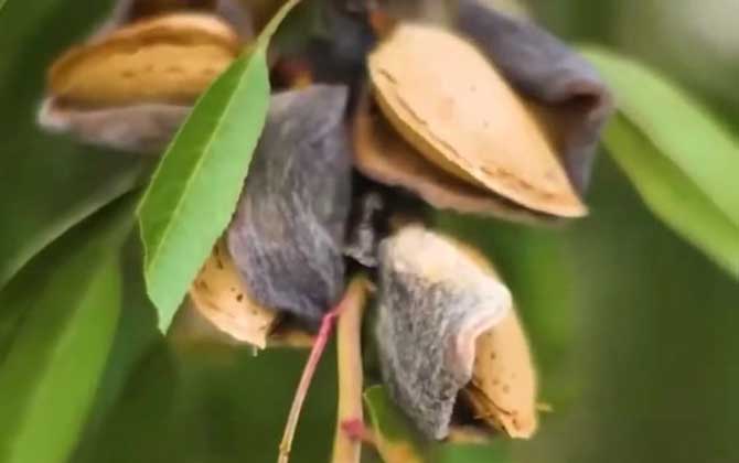 扁桃