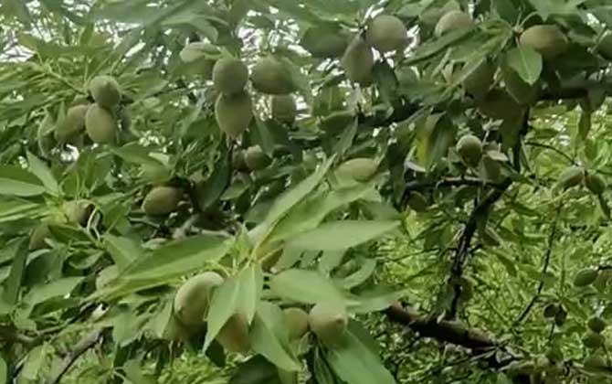 扁桃